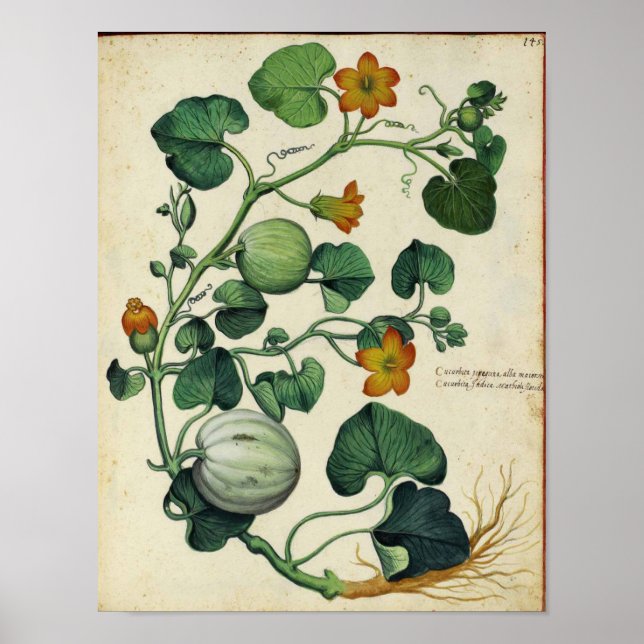 Vintages botanisches Poster - Kürbisquash (Vorne)
