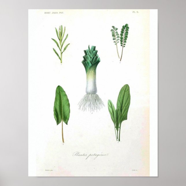 Vintages botanisches Poster - Leek (Vorne)