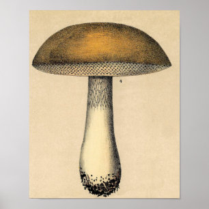 Vintages botanisches Poster - Pilz