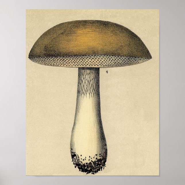 Vintages botanisches Poster - Pilz (Vorne)