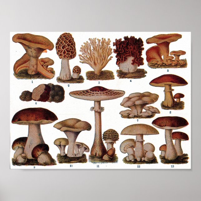 Vintages botanisches Poster - Pilzfamilie (Vorne)