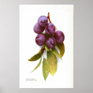 Vintages botanisches Poster - Plakat