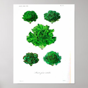 Vintages botanisches Poster - Salat