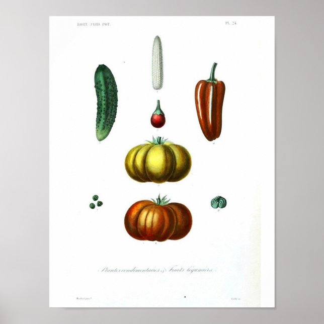 Vintages botanisches Poster - Squash (Vorne)