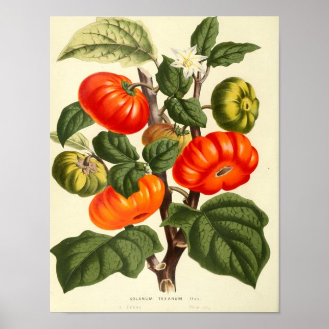 Vintages botanisches Poster - Tomate (Vorne)