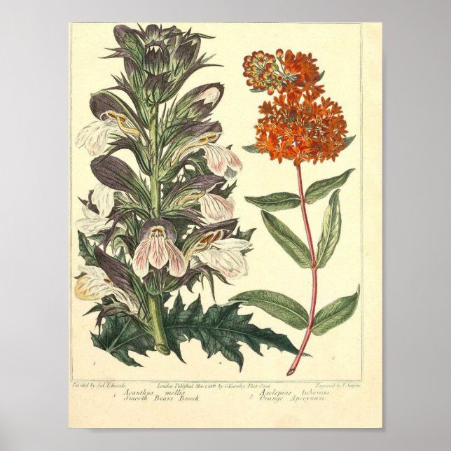 Vintages botanisches Poster - Wilde Blume (Vorne)