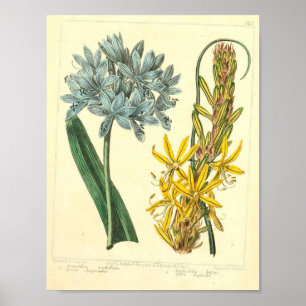 Vintages botanisches Poster - Wilde Blume