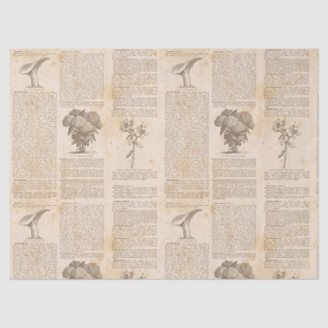 Vintages botanisches Zeitungspapier Seidenpapier (Vorderseite)