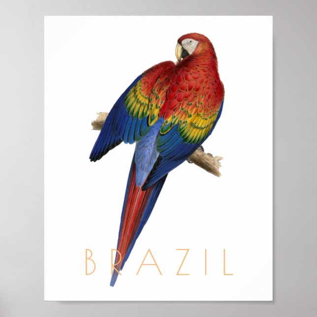 Vintages Brasilien - Reise nach Macaw Poster (Vorne)