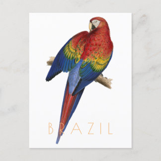 Vintages Brasilien Reise Postkarte Macaw Vogel Mit