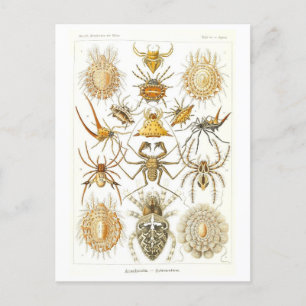 Vintages Buch Illustration Spiders Postkarte