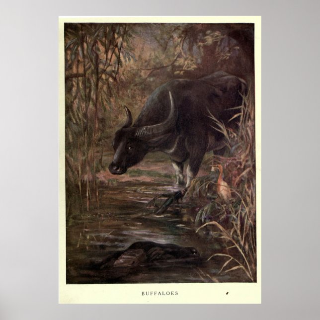 Vintages Buffalo-Gemälde (1909) Poster (Vorne)