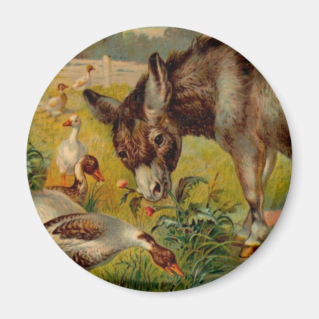 Vintages Burro mit Gänsen Magnet (Vorne)