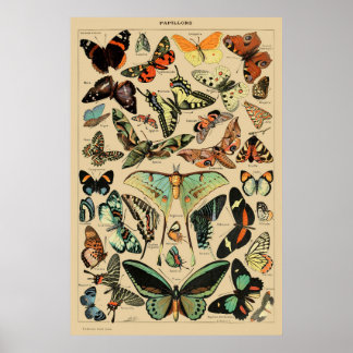 Vintages Butterfly Poster druckt Kunstinsekten