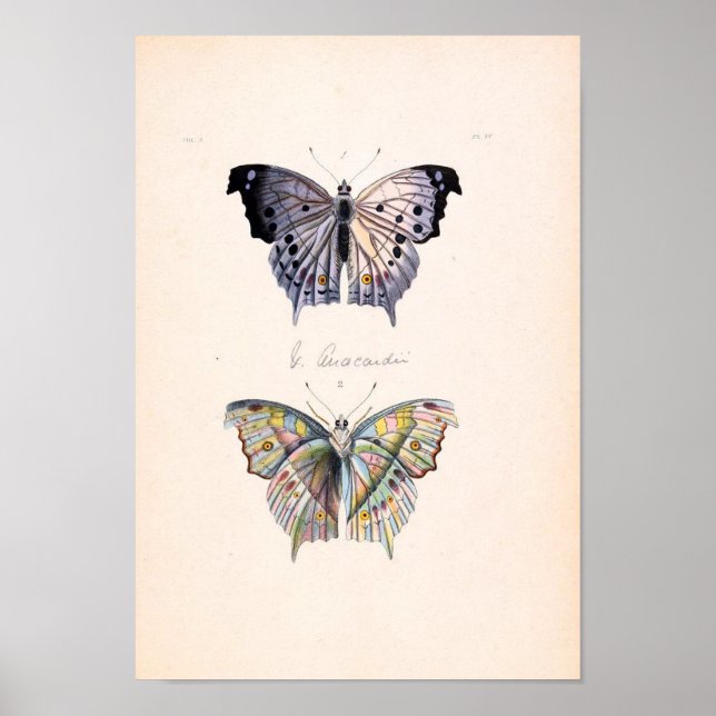 Vintages Butterfly-Poster Poster (Vorne)