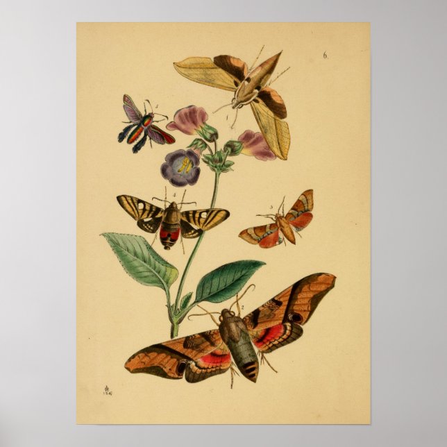 Vintages Butterfly-Poster Poster (Vorne)