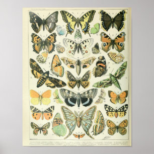 Vintages Butterfly-Poster Poster