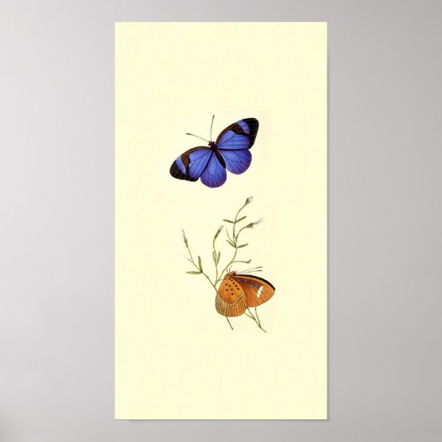 Vintages Butterfly-Poster Poster (Vorne)