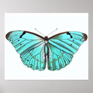 Vintages Butterfly Poster Turqoise Blue
