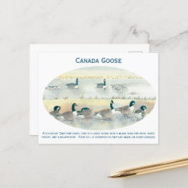 Vintages Canada Goose Bird Art Watercolor Postkart Postkarte