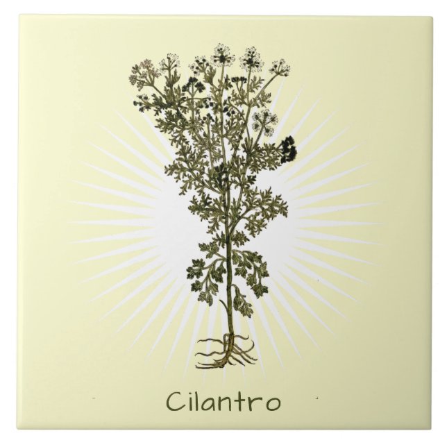 Vintages Cilantro Herb Keramik Fliese (Vorderseite)
