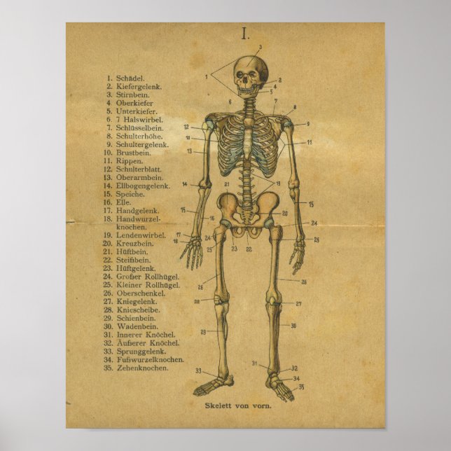 Vintages deutsches Anatomie-Druckskelett Poster (Vorne)