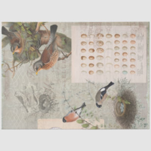 Vintages Ephemera Bird Nest Egs Script Decoupage 2 Seidenpapier