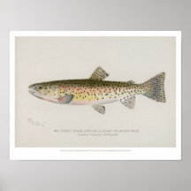 Vintages Fish Poster - Rocky Mountain Foreut
