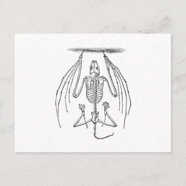 Vintages Flechtskelett - Fledermäuse und Halloween Postkarte (Vorderseite)