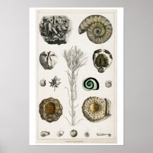 VINTAGES FOSSILS-ILLUSTRATIONSPARSTER POSTER