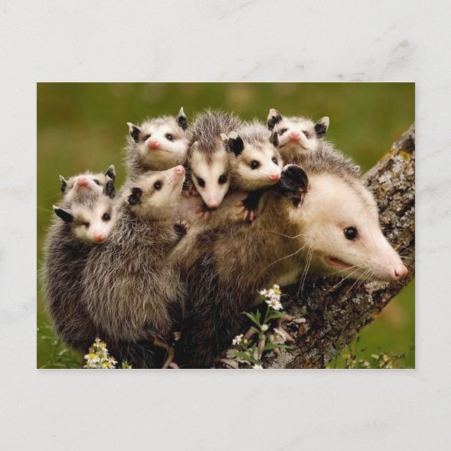 Vintages Foto Postkarte (Vorderseite)