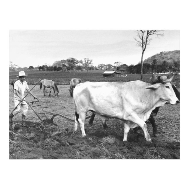 Vintages Foto von mexikanischem Bauer und Kühen (Vorne)