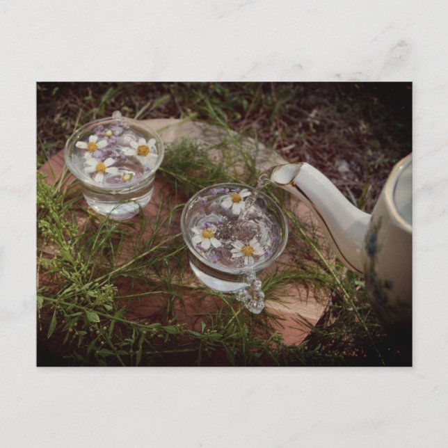 Vintages Foto | Wildblume Tea Nature Postkarte (Vorderseite)