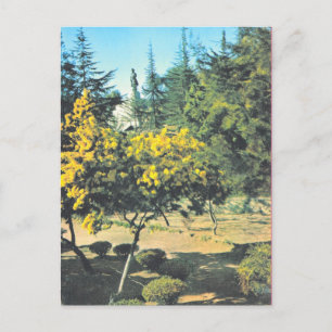 Vintages Frankreich Korsika, Denkmal für Napole Postkarte