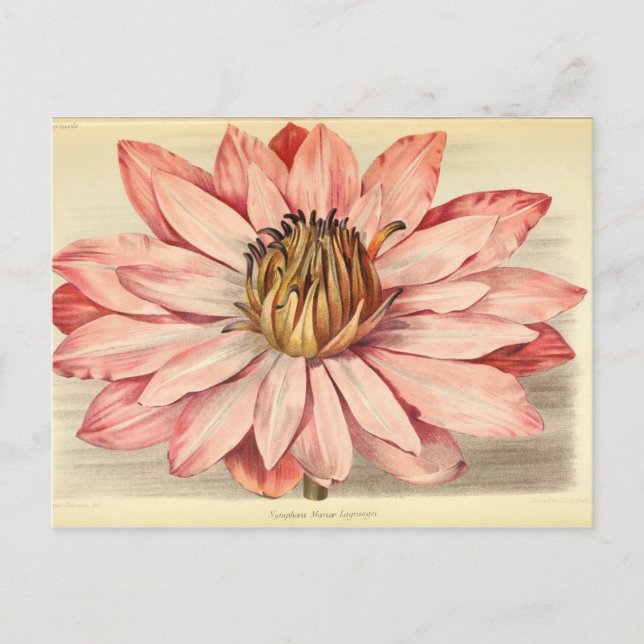 Vintages Französisch-Floral Ephemere Decoupage Pin Postkarte (Vorderseite)