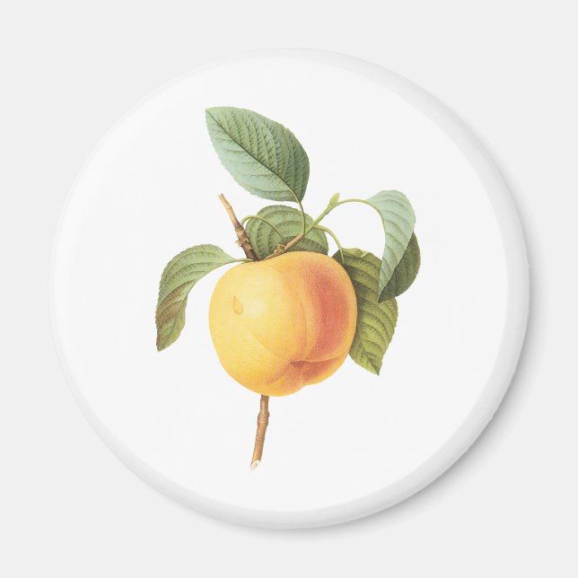 Vintages Fruchtfutter, Calville Apple von Redoute Magnet (Vorne)