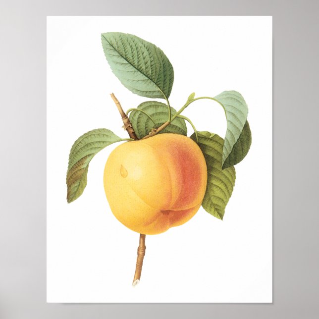 Vintages Fruchtfutter, Calville Apple von Redoute Poster (Vorne)