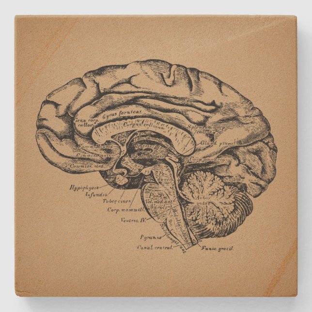 Vintages Gehirndiagramm Antique Medical Anatomic A Steinuntersetzer (Vorderseite)