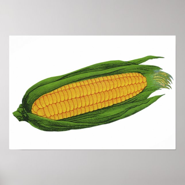 Vintages Gemüse; Gelber Mais auf dem Cob Poster (Vorne)