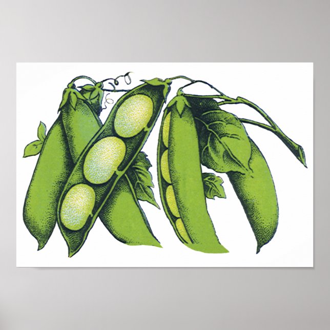 Vintages Gemüse; Limabohnen, Bio landwirtschaftlic Poster (Vorne)