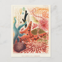 Vintages Great Barrier Reef Australien Stachelhäut