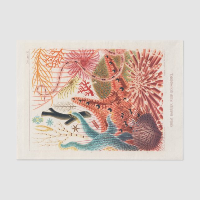 Vintages Great Barrier Reef Australien Stachelhäut Seidenpapier (Vorderseite)