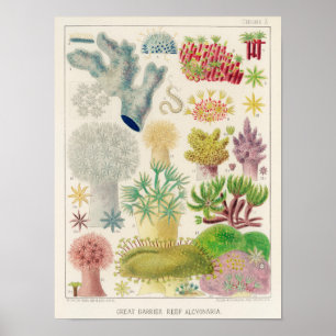 Vintages Great Barrier Reef in Australien Alcyonar Poster