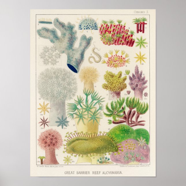 Vintages Great Barrier Reef in Australien Alcyonar Poster (Vorne)