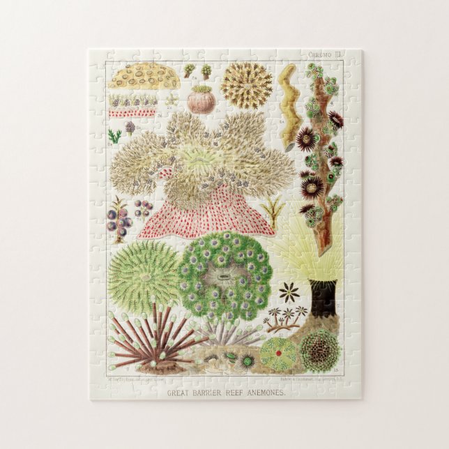 Vintages Great Barrier Reef of Australia Anemones (Vertikal)