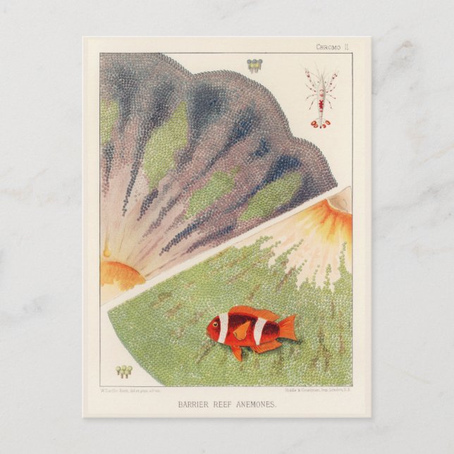 Vintages Great Barrier Reef of Australia Anemones Postkarte (Vorderseite)