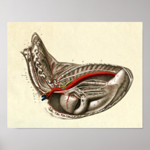 Vintages Herz des Pferdeanatomie-Druckes Poster