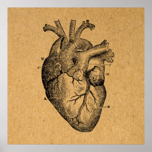 Vintages Herzdiagramm Abbildung Vintage Kunst Poster