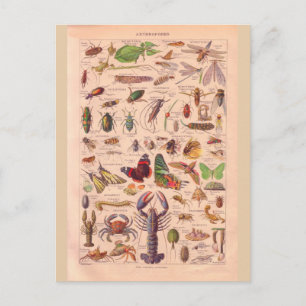 Vintages historisches Arthropoden Postkarte