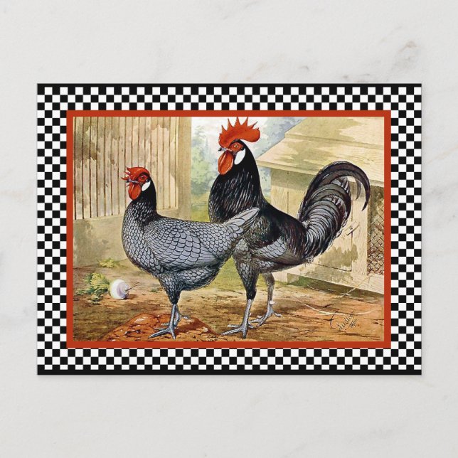 Vintages Hühnerrooster Postkarte (Vorderseite)